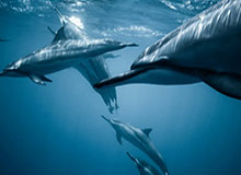 开云体育官网-尼克斯送奇才16连败 唐斯26+16布伦森23分